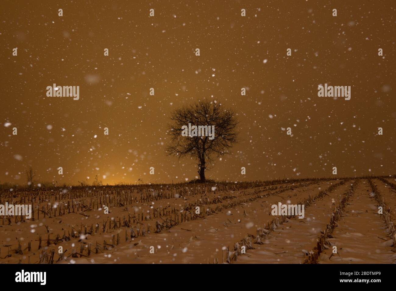 Lone tree in field on hi-res stock photography and images - Alamy