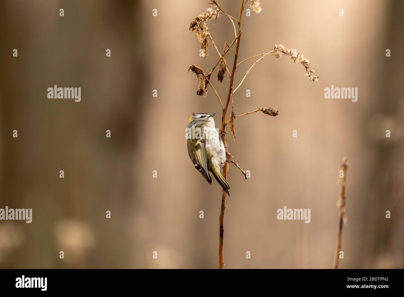 Small King Let Golden - crowned Kinglet in spring forest.The golden-crowned kinglet is ...