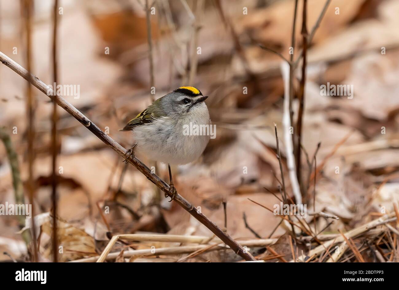 Small King Let Golden - crowned Kinglet in spring forest.The golden-crowned kinglet is ...