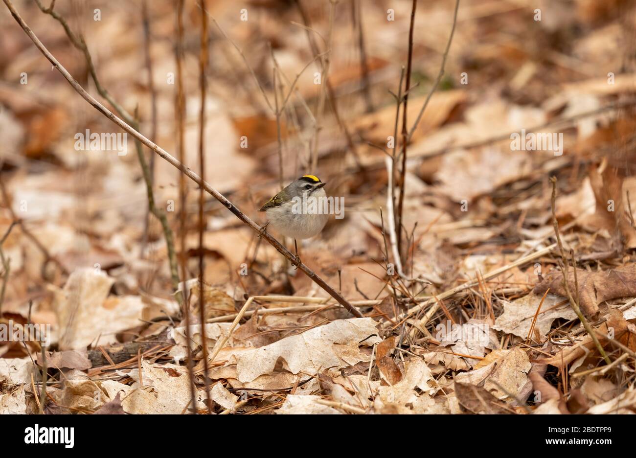 Small King Let Golden - crowned Kinglet in spring forest.The golden-crowned kinglet is ...
