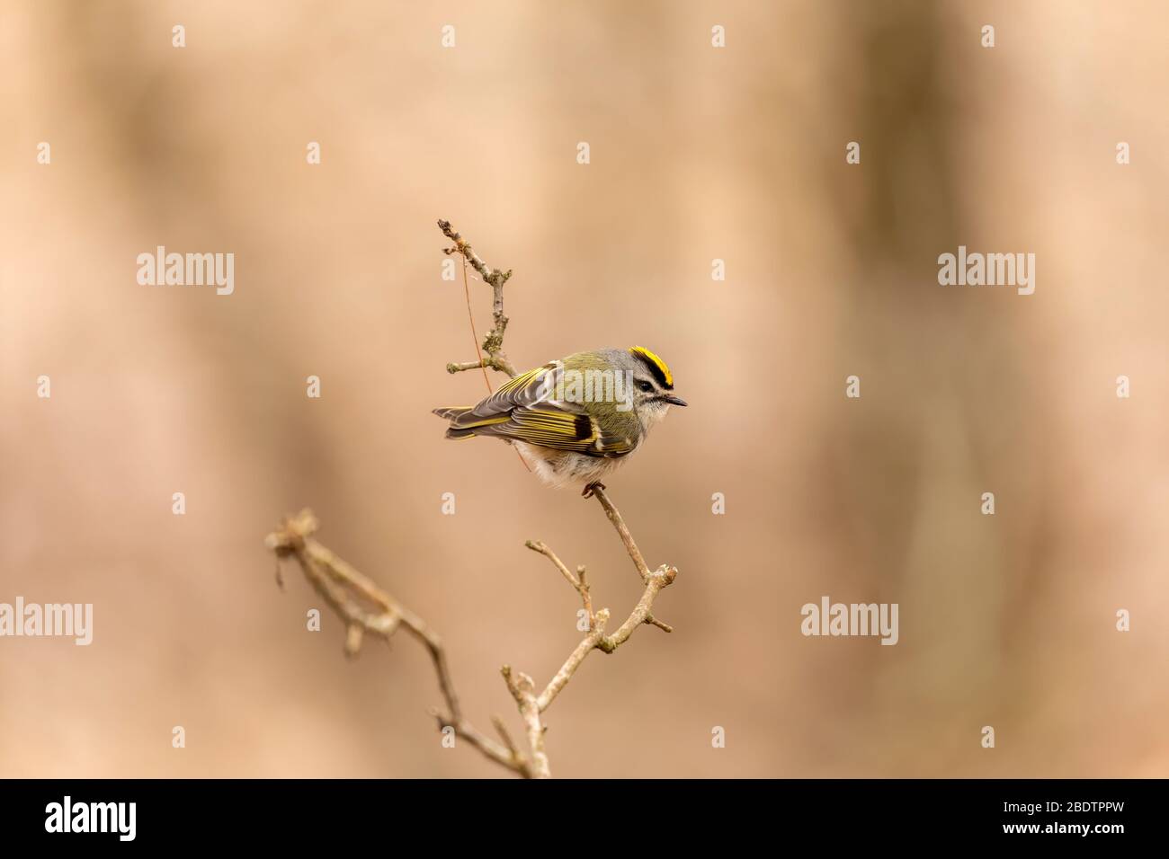 Small King Let Golden - crowned Kinglet in spring forest.The golden-crowned kinglet is ...