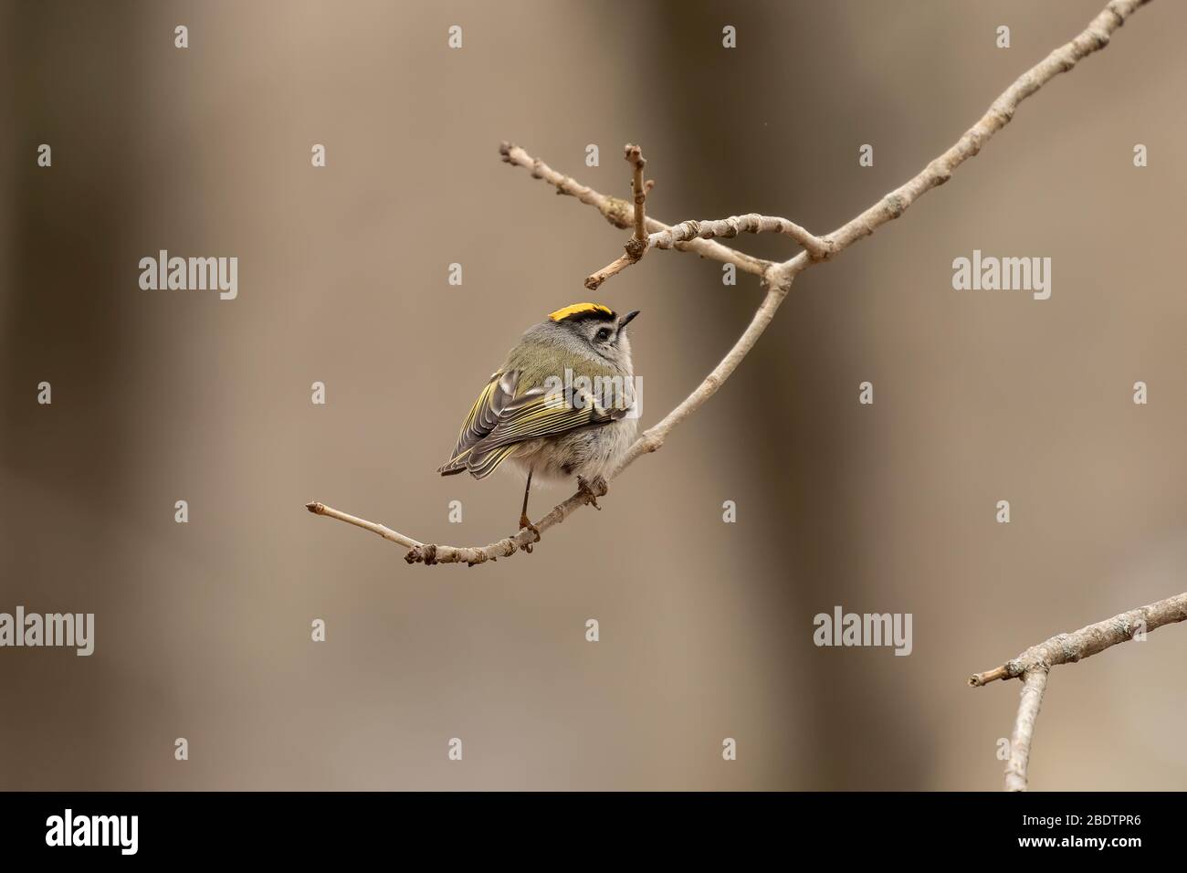 Small King Let Golden - crowned Kinglet in spring forest.The golden-crowned kinglet is ...