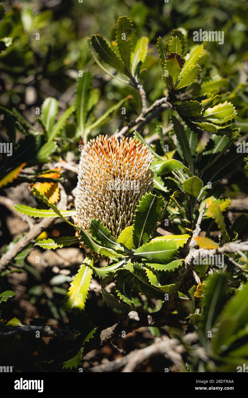 Banksia as seen on the Malabar Headland National Park Coastal Walk. Stock Photo