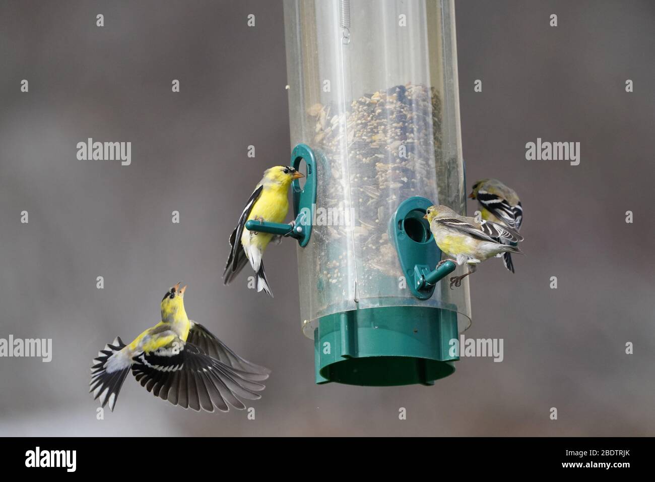 Molting male Gold finches around bird feeder Stock Photo Alamy