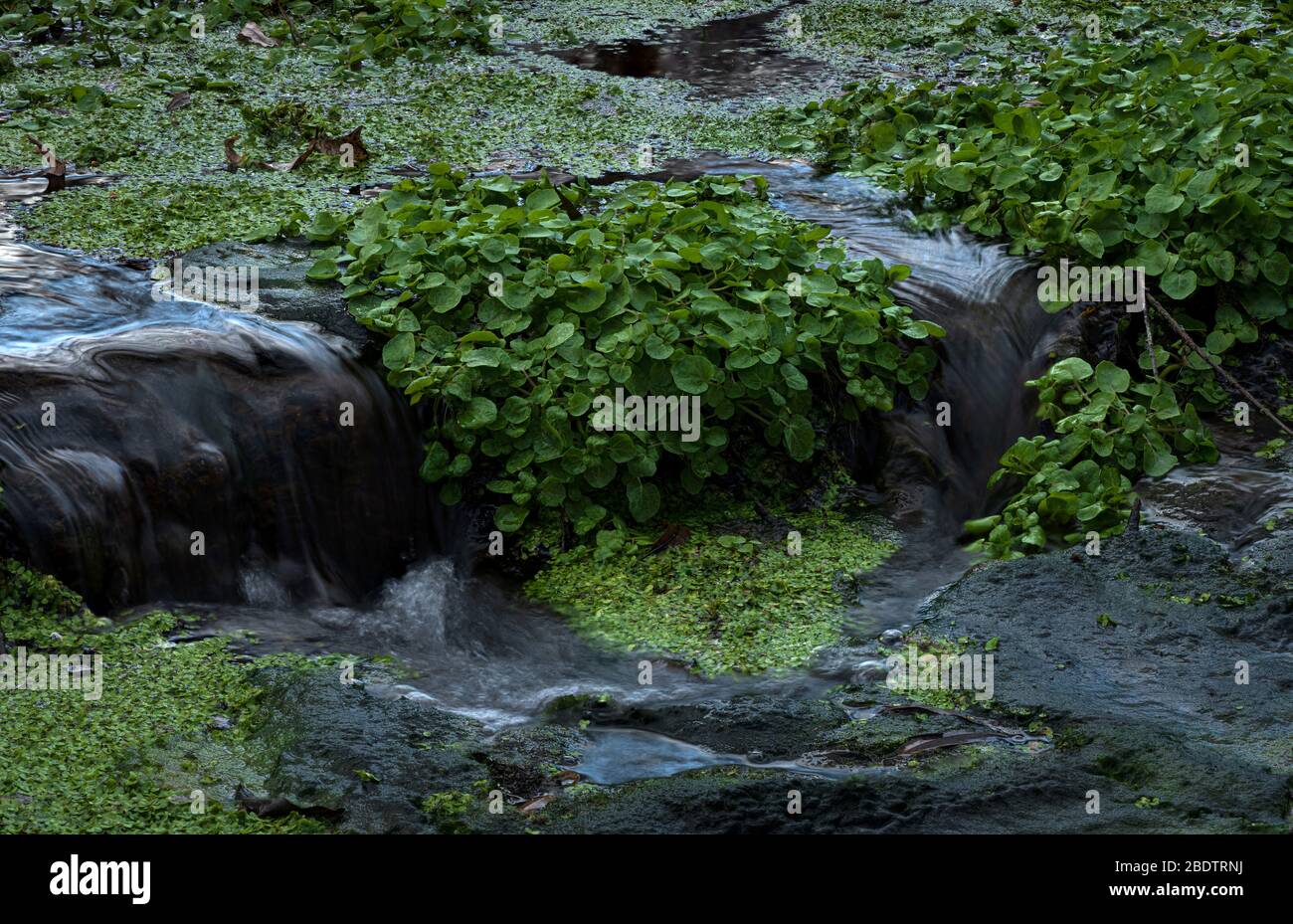 Water flows through Empire Gulch, a riparian area in the grasslands in ...