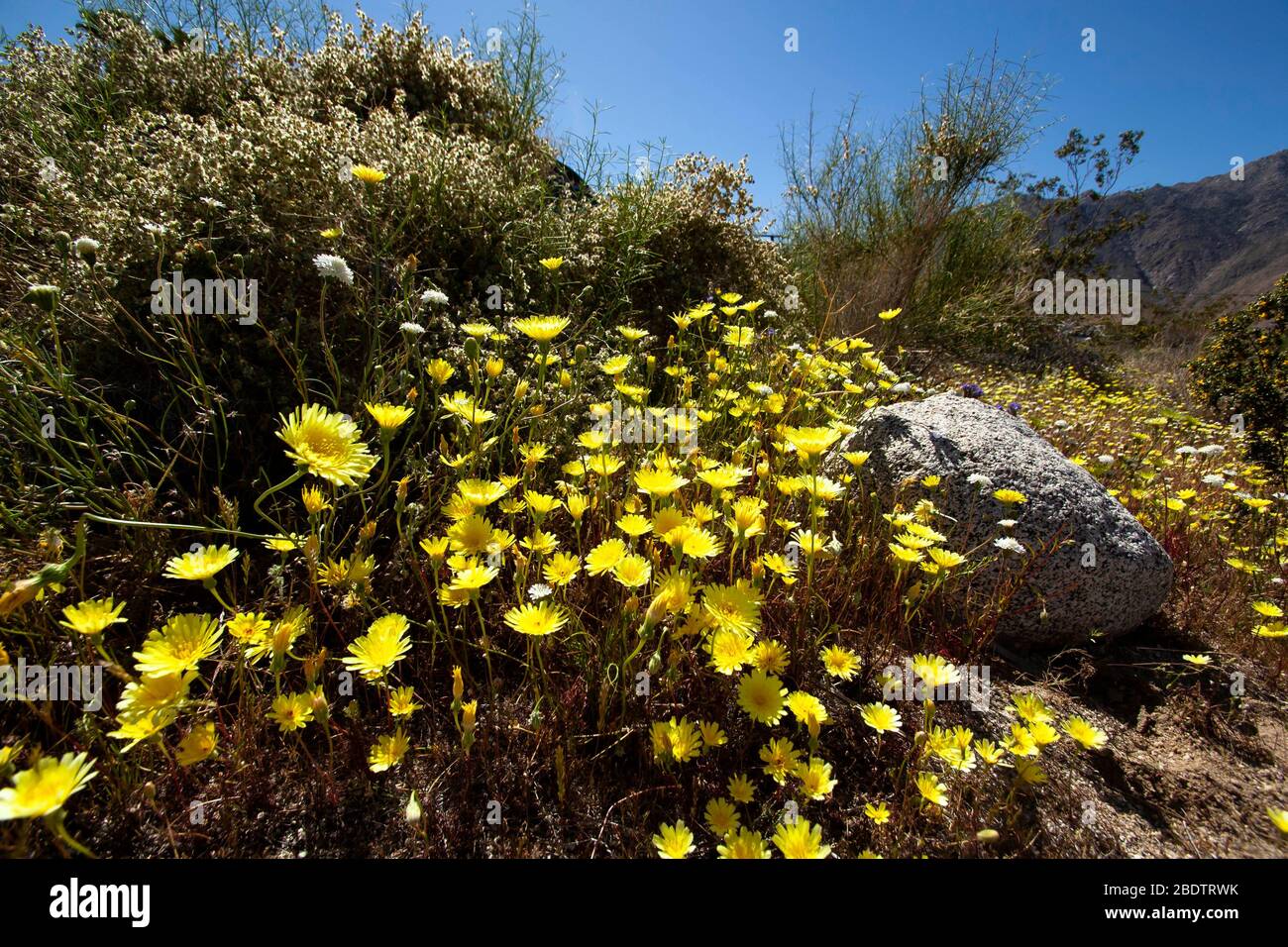 A patch of yellow flowers in Anza Borrego Desert in Southern California. Stock Photo