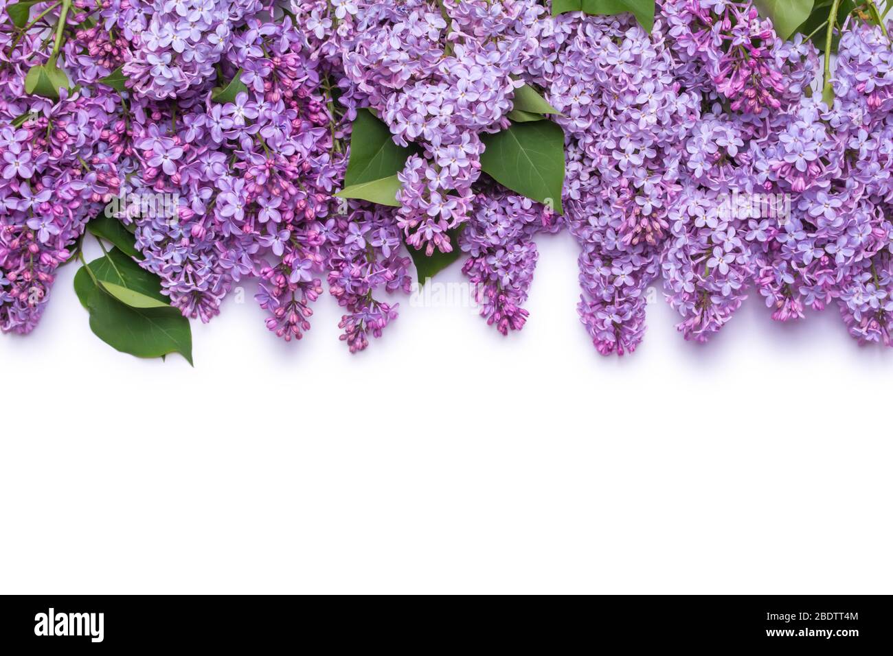 Border Of Lilac Flowers A Bouquet Of Purple Flowers Is Isolated On White Background View From Above Flat Lay Concept Stock Photo Alamy