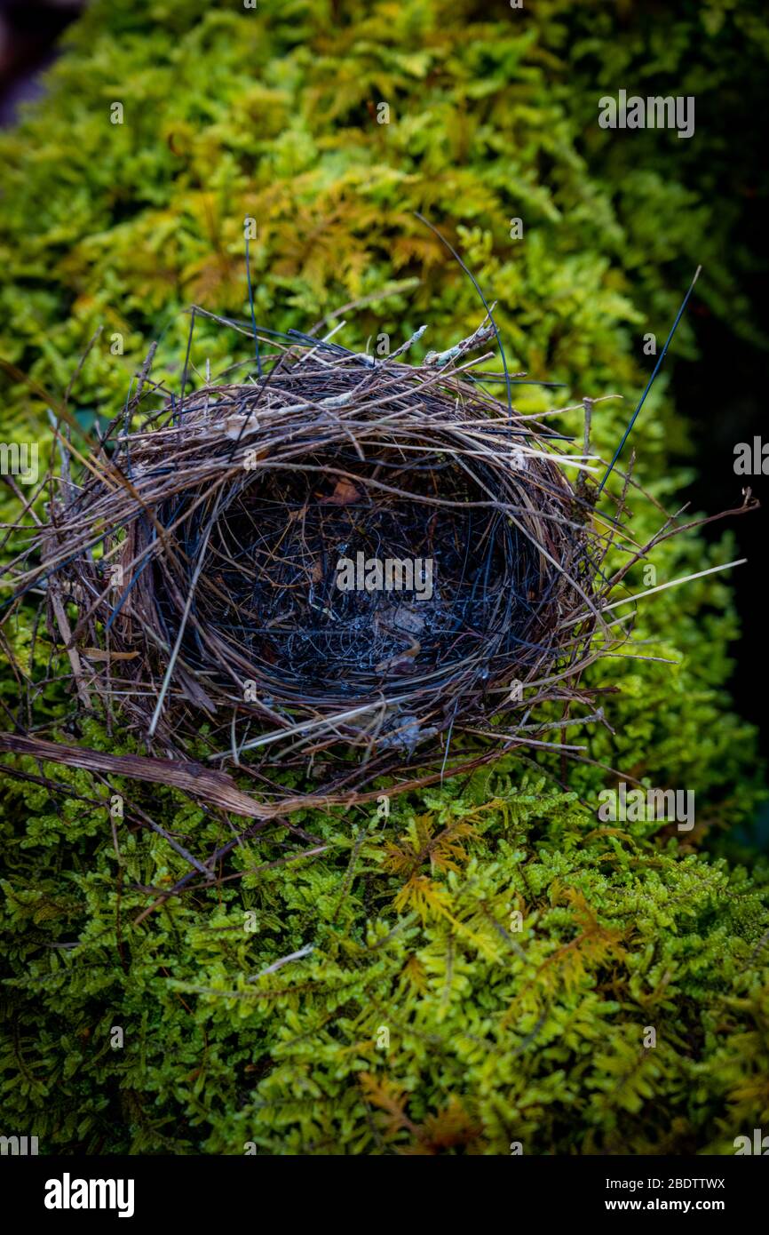 Empty Bird Nest on Moss in Smoky mountains Stock Photo