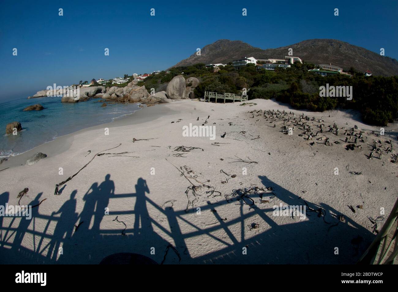 African Penguins, Spheniscus demersus, rookery on beach from viewing platform with shadows and houses in background, Boulders, near Cape Town Stock Photo