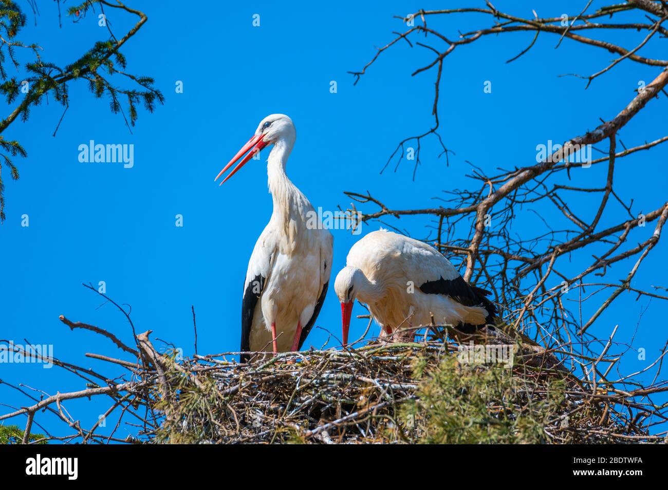 Two storks sit in their nest with blue background Stock Photo - Alamy