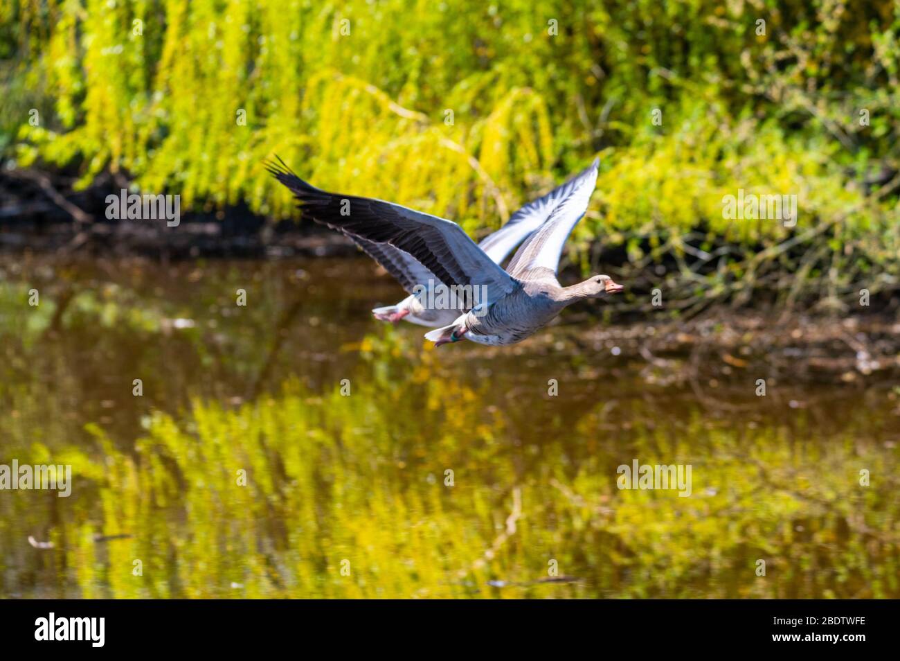 two greylag geese fly over  a river in formation flight Stock Photo