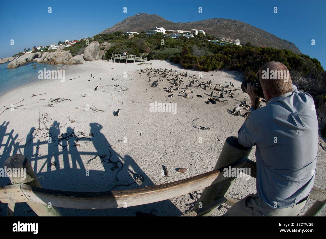 African Penguins, Spheniscus demersus, rookery on beach from viewing platform with shadows and houses in background with man taking pictures, Boulders Stock Photo