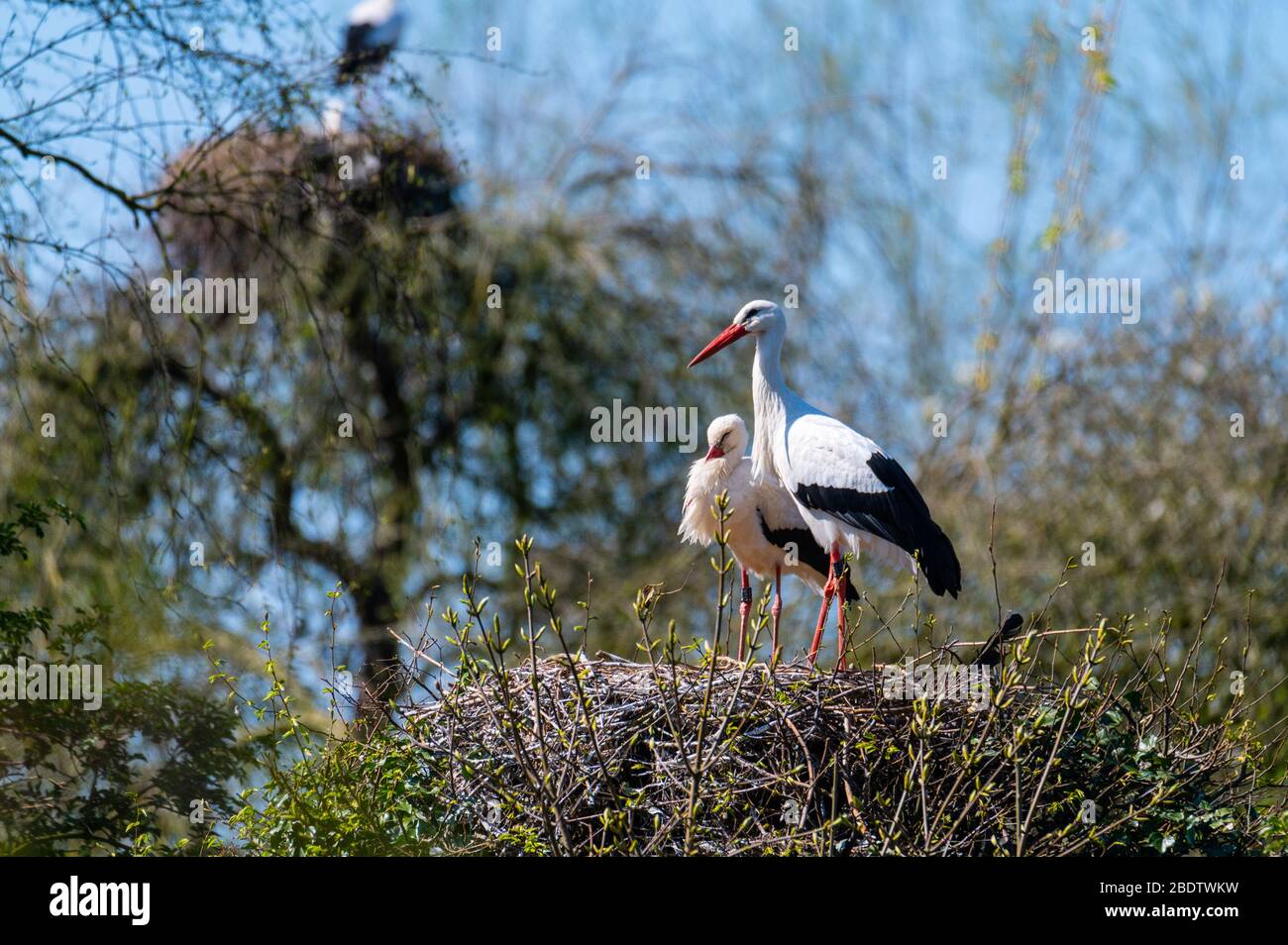 Two storks sit in their nest with blue background Stock Photo - Alamy