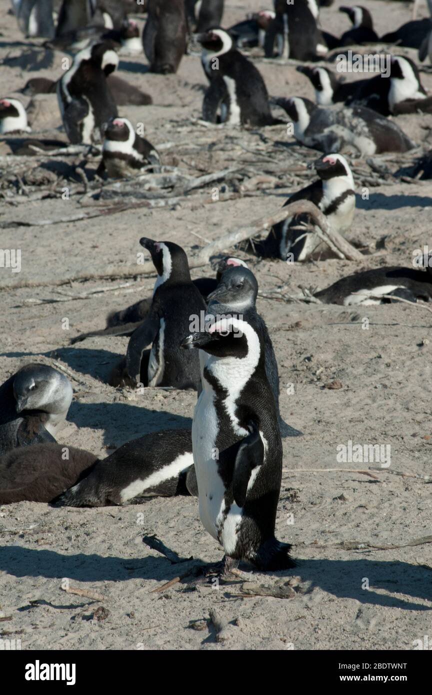 Waddle of African Penguin, Spheniscus demersus, rookery on beach, Boulders, near Cape Town, South Africa Stock Photo