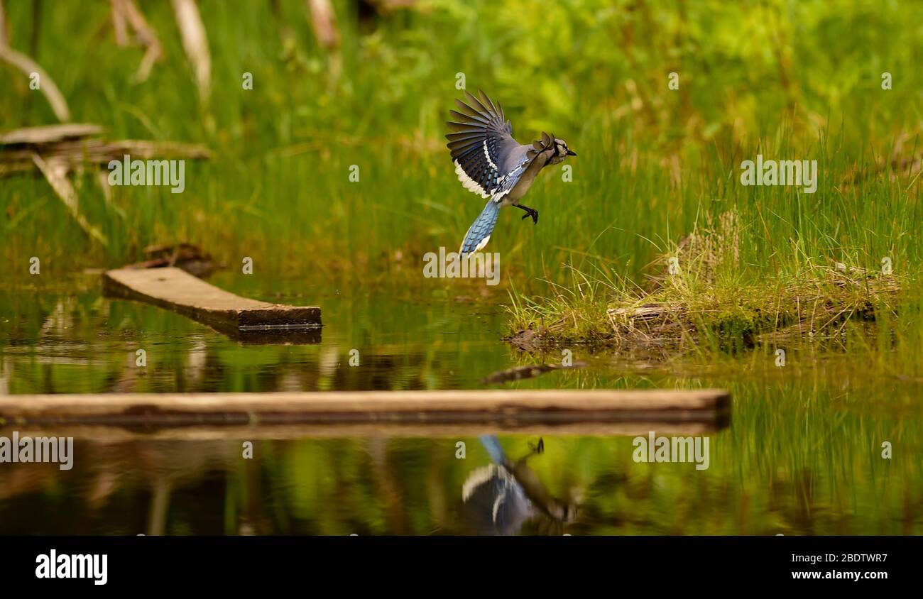 Blue Jay Bird with Spread Wings in Flight Slowing Down to Land on Log Floating in Pond with Precision Reflection in water in Pond with greenery Stock Photo