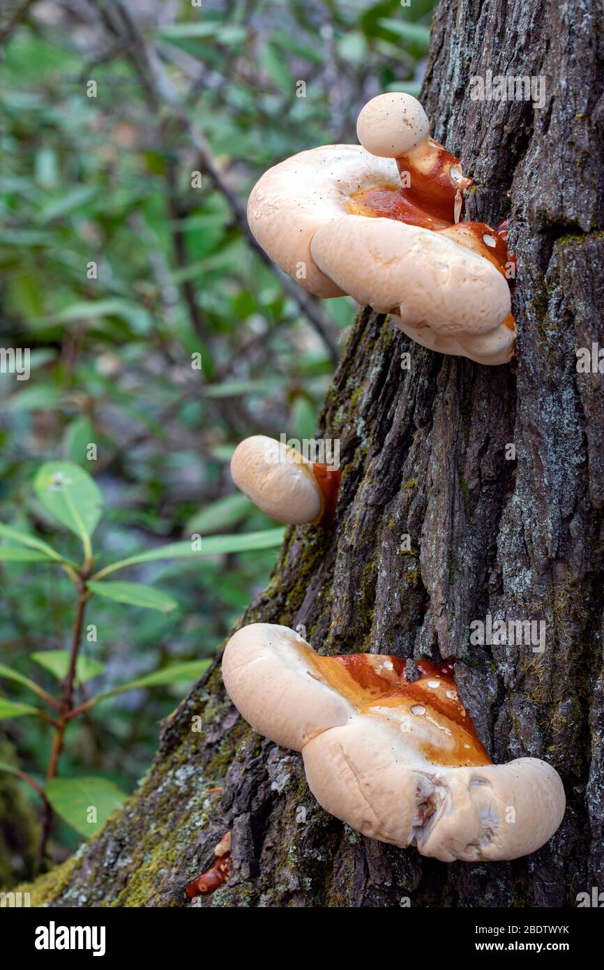 Ganoderma species of polypore fungi growing on tree bark Pisgah