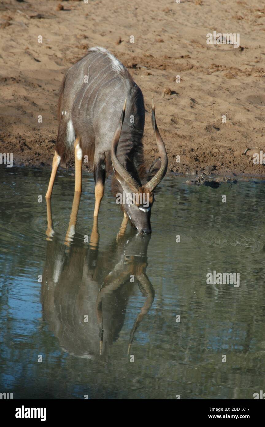 Male Nyala, Tragelaphus angasii, drinking with reflection at waterhole, Mkhuze Game Reserve, KwaZulu-Natal, South Africa, Africa Stock Photo
