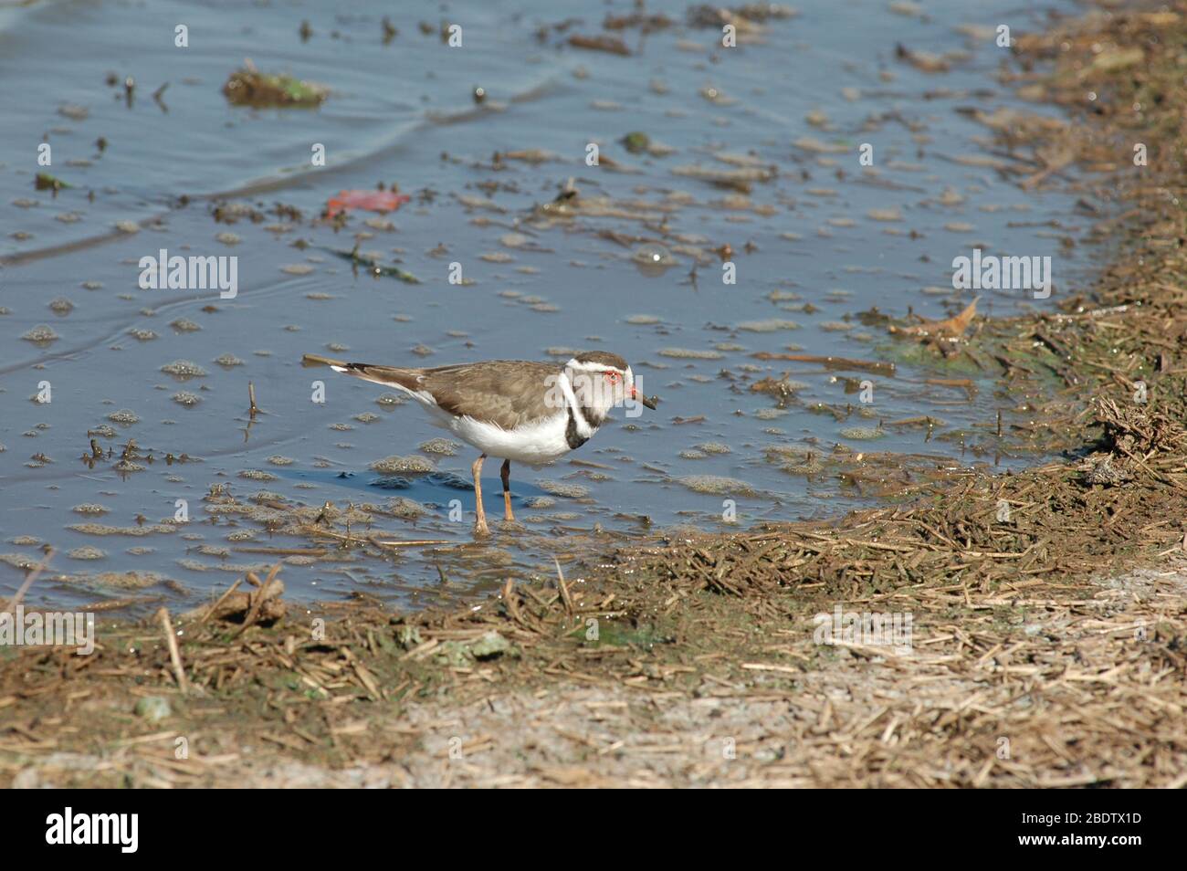 Three-banded Plover, Charadrius tricollaris, in shallows of waterhole, Kruger National Park, Mpumalanga province, South Africa, Africa Stock Photo