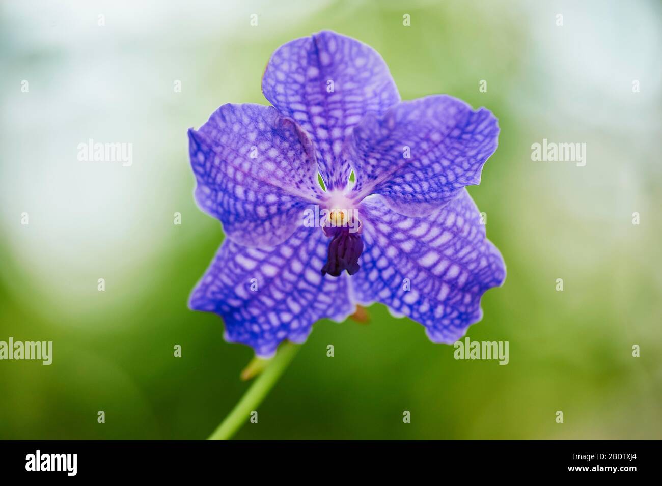 Vanda Robert's Delight orchid, variety Blue Vanda, blossom, Germany Stock Photo