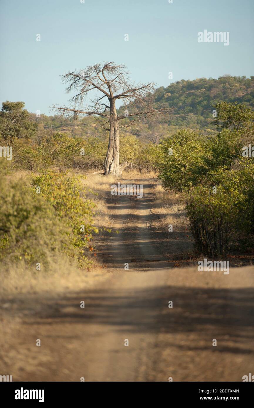 Baobob Tree, Adansonia digitata, at end of road, Kruger National Park, Transvaal, South Africa Stock Photo