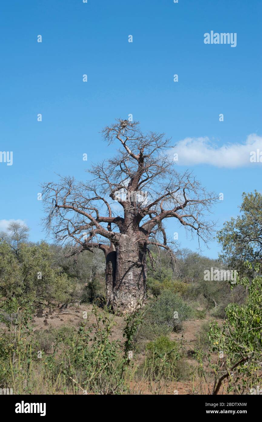 Baobob Tree, Adansonia digitata, Kruger National Park, Mpumalanga province, South Africa, Africa Stock Photo