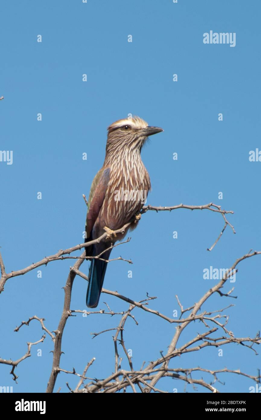 Purple Roller, Coracias naevia, on twig, Kruger National Park, Mpumalanga province, South Africa, Africa Stock Photo