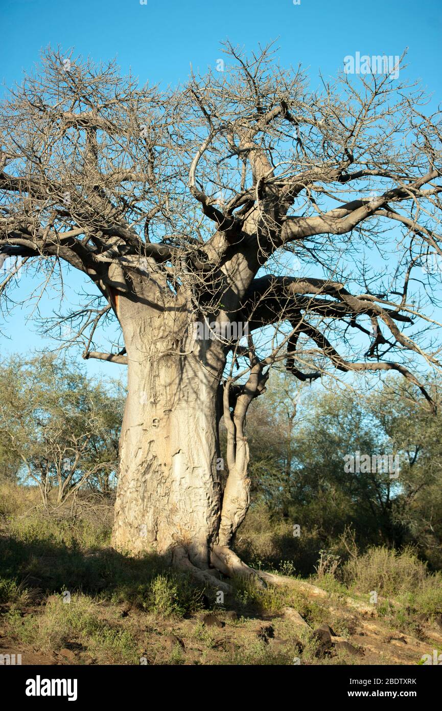 Baobob Tree, Adansonia digitata, Kruger National Park, Mpumalanga province, South Africa, Africa Stock Photo