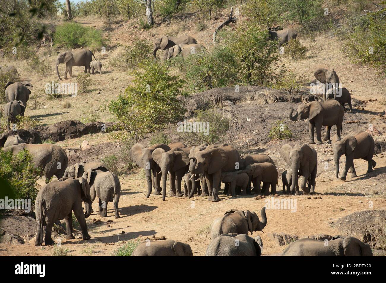 Herd of African Bush Elephants, Loxodonta africana, Kruger National Park, Mpumalanga province, South Africa, Africa Stock Photo