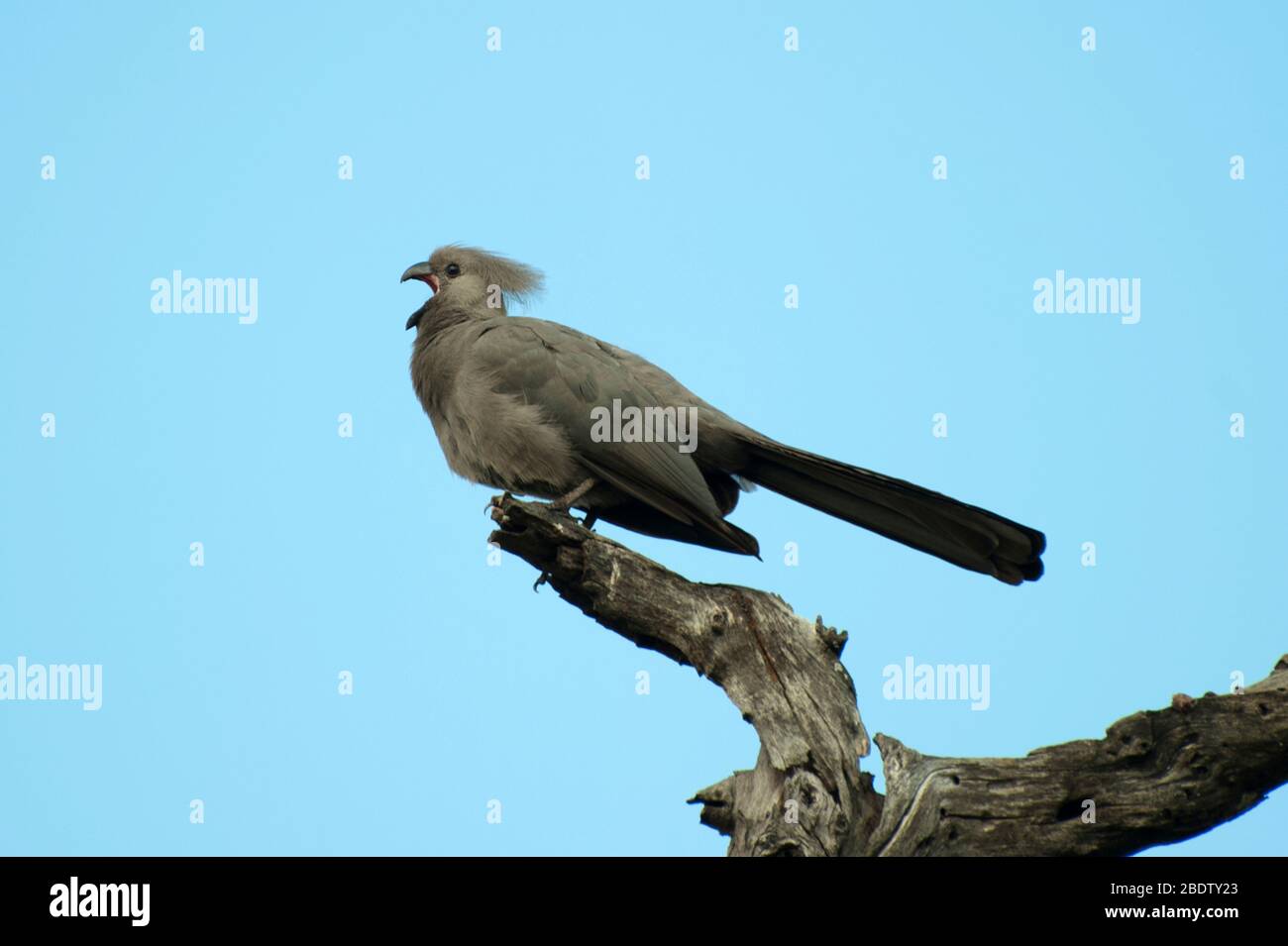 Grey Lourie, Crinifer concolor, calling on twig, Kruger National Park, Mpumalanga province, South Africa, Africa Stock Photo