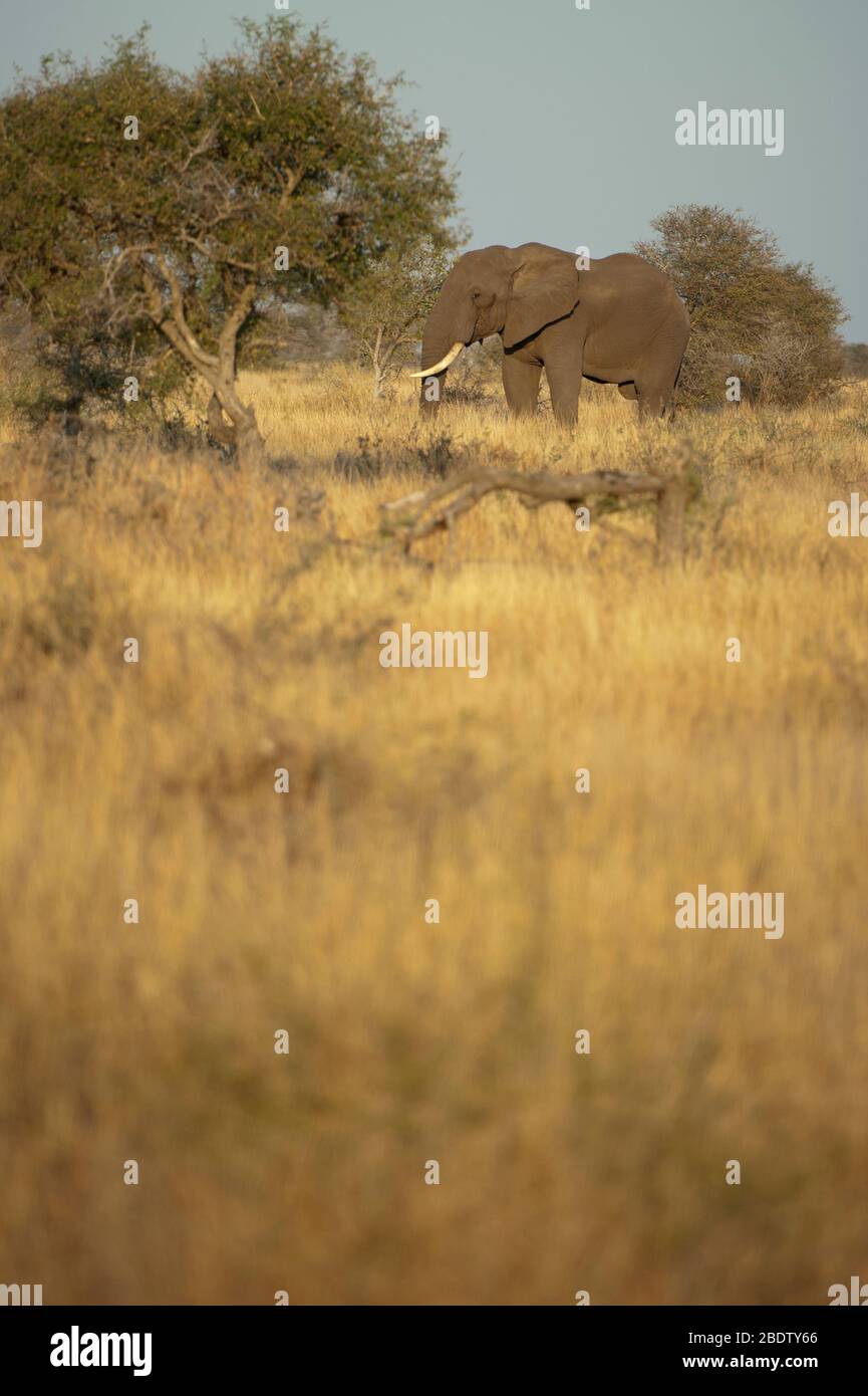 African Bush Elephant, Loxodonta africana, in grass landscape, Kruger National Park, Mpumalanga province, South Africa, Africa Stock Photo