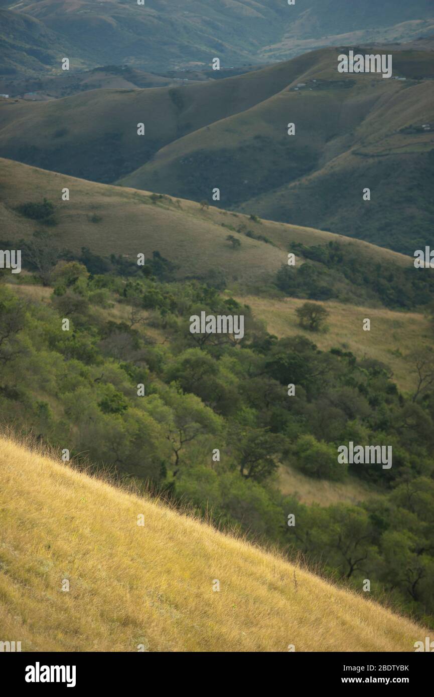 South african grasses hi-res stock photography and images - Alamy
