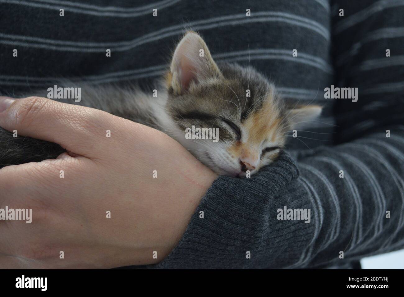 Tiny tabby kitten sleeping in woman's hand. Kitten season and foster for shelters. Young cat adoption Stock Photo