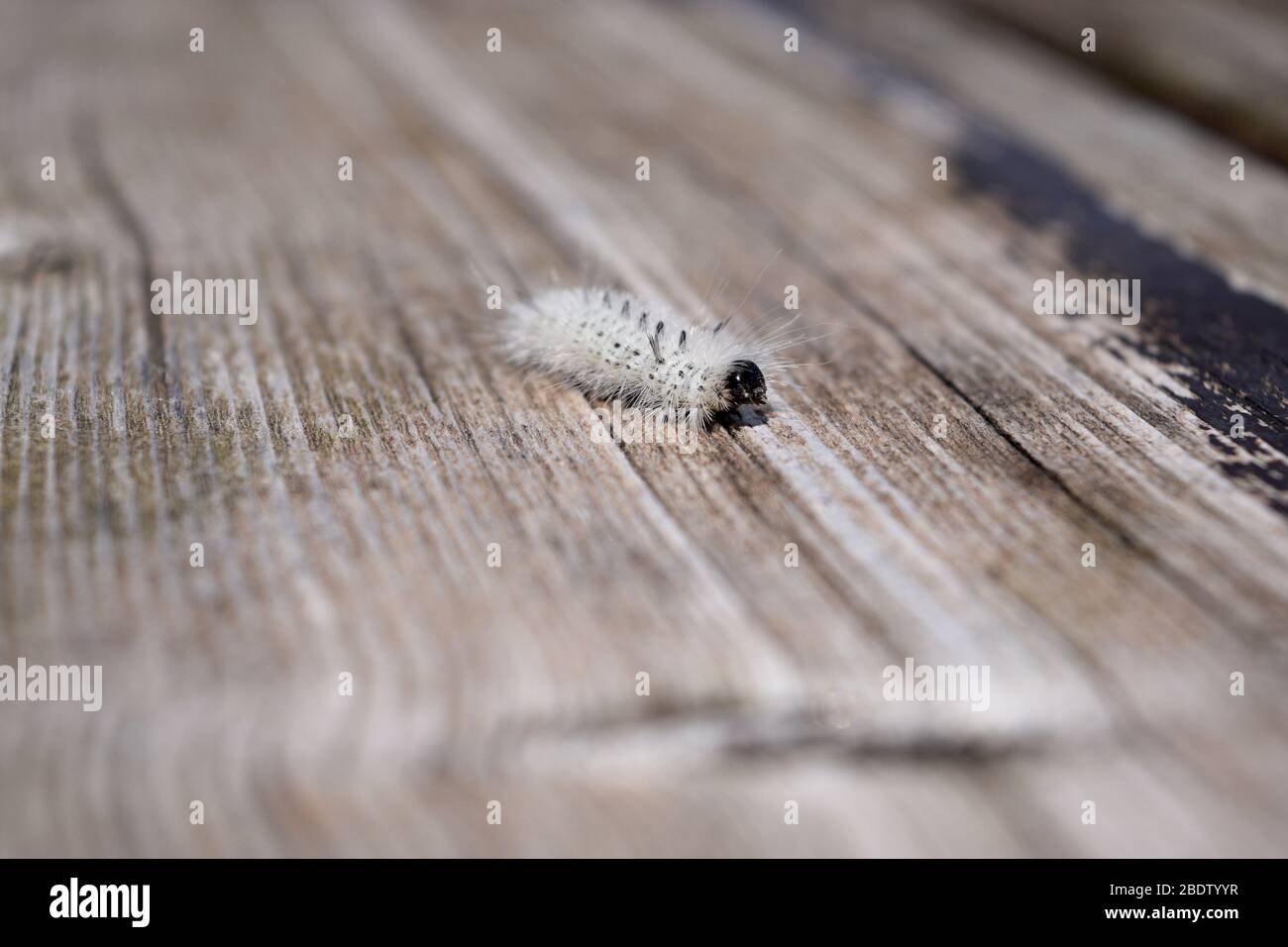 Fuzzy white hickory tussock moth caterpillar. Insect that can cause allergic skin reactions, rash, itching and swelling. Stock Photo