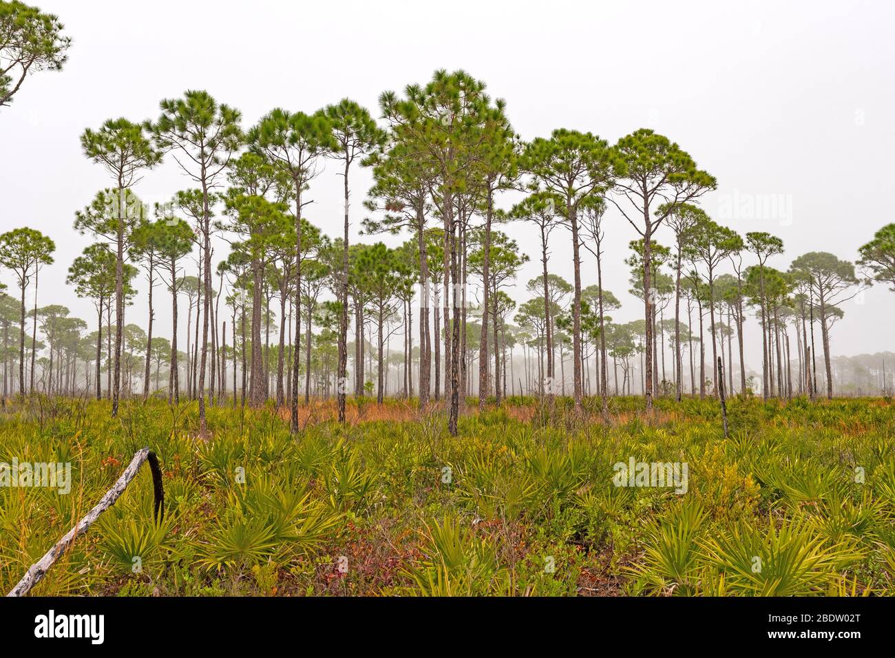 Slash Pine Trees on a Foggy Coast in Bald Point State Park in Florida Stock Photo