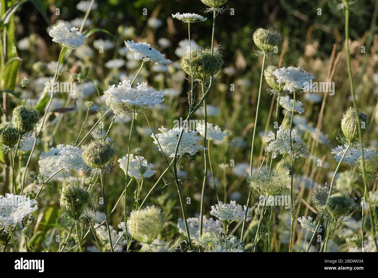 White carrot weeds in a field. Wild summer flowers surrounded by grass. Stock Photo