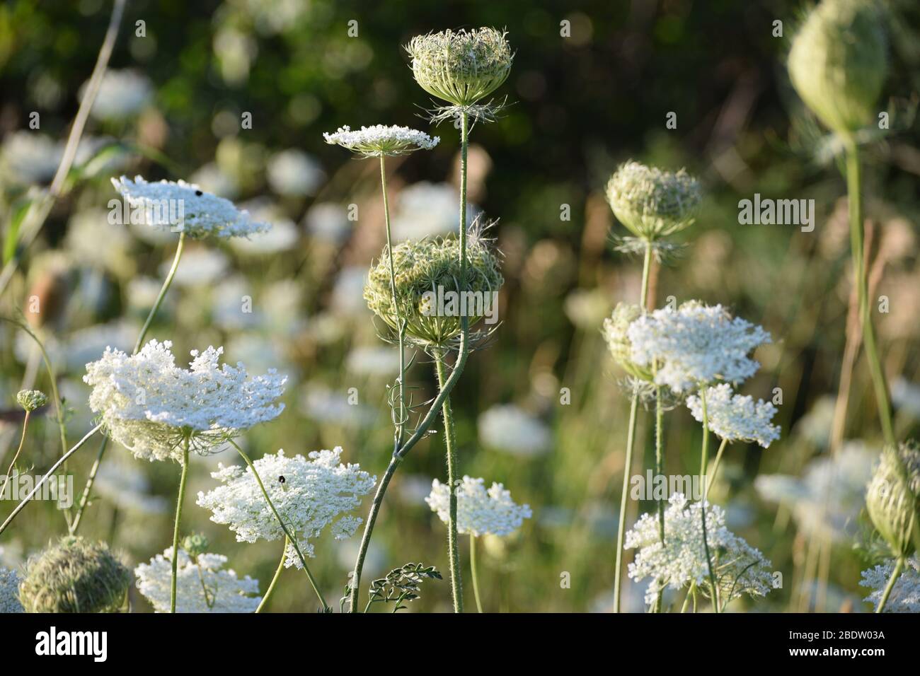 White carrot weeds in a field. Wild summer flowers surrounded by grass. Stock Photo