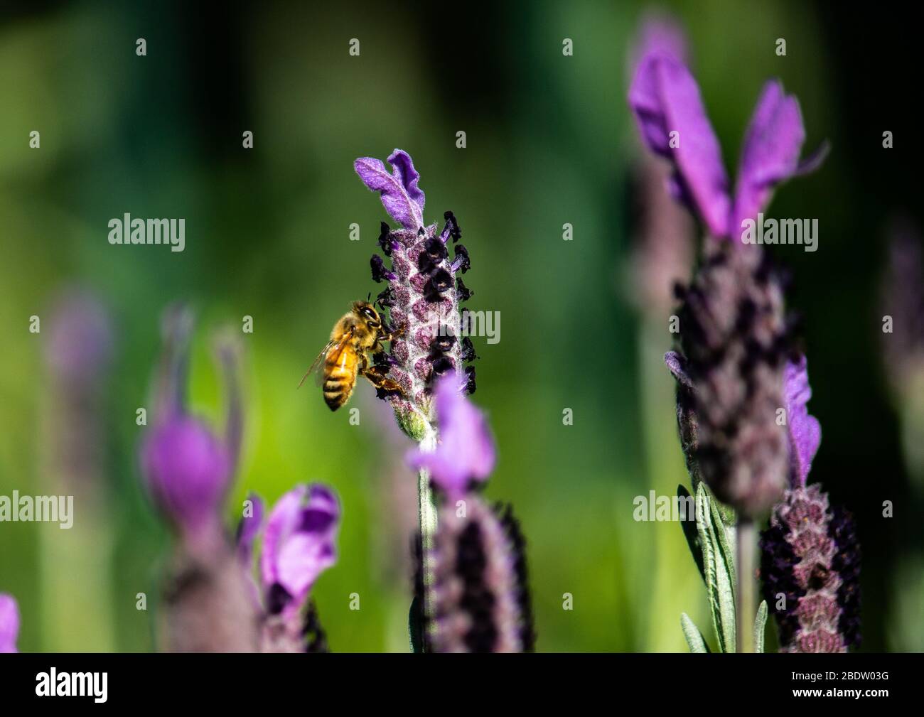 Close up honey bee gathering nectar from purple lavender flower Stock Photo