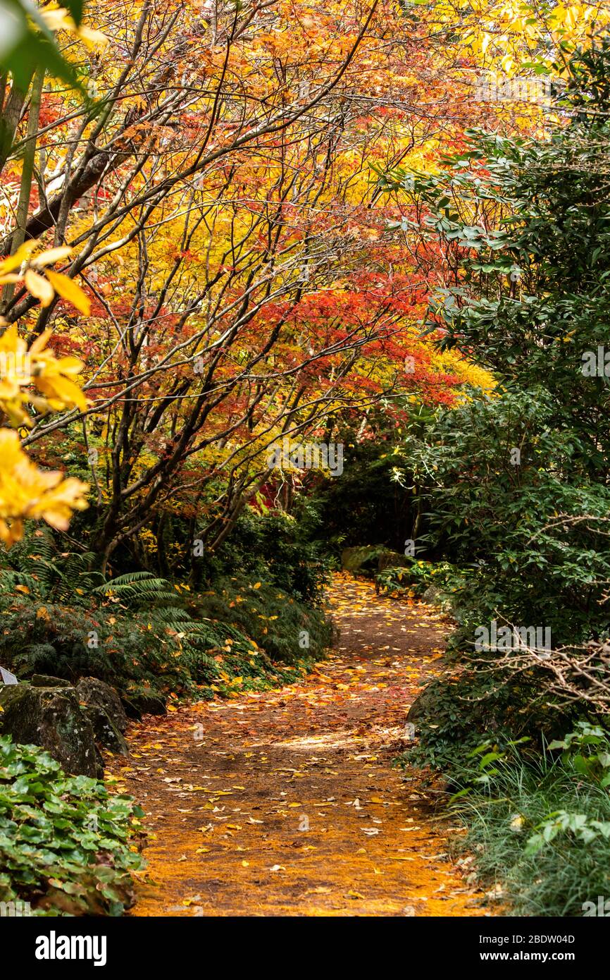 Autumn fall golden leaves in orange, yellow, red on Japanese maple garden trees surrounding winding garden path Stock Photo