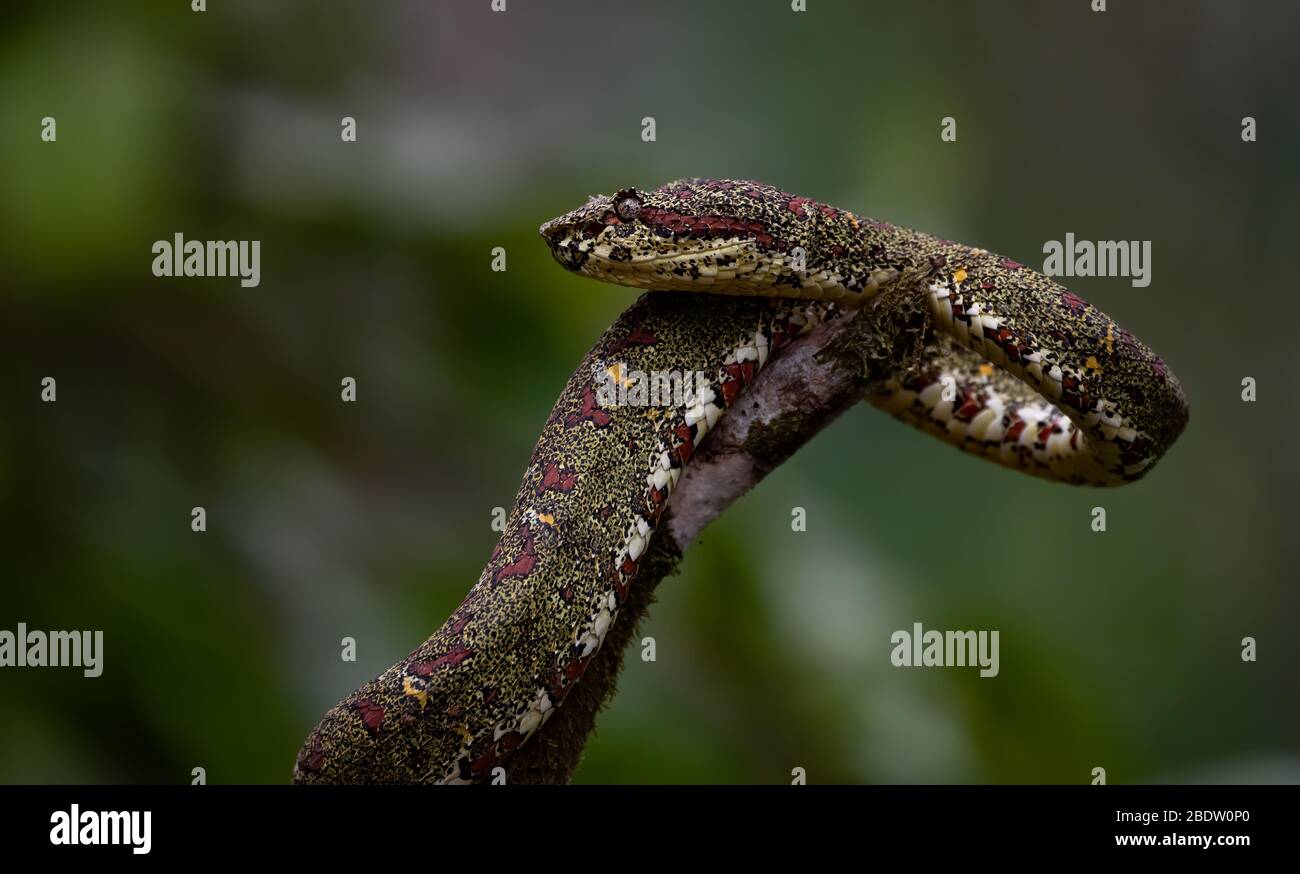 Snake in Costa Rica Stock Photo