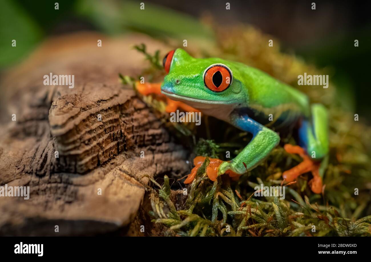 Red-eyed tree frog i Costa Rica Stock Photo