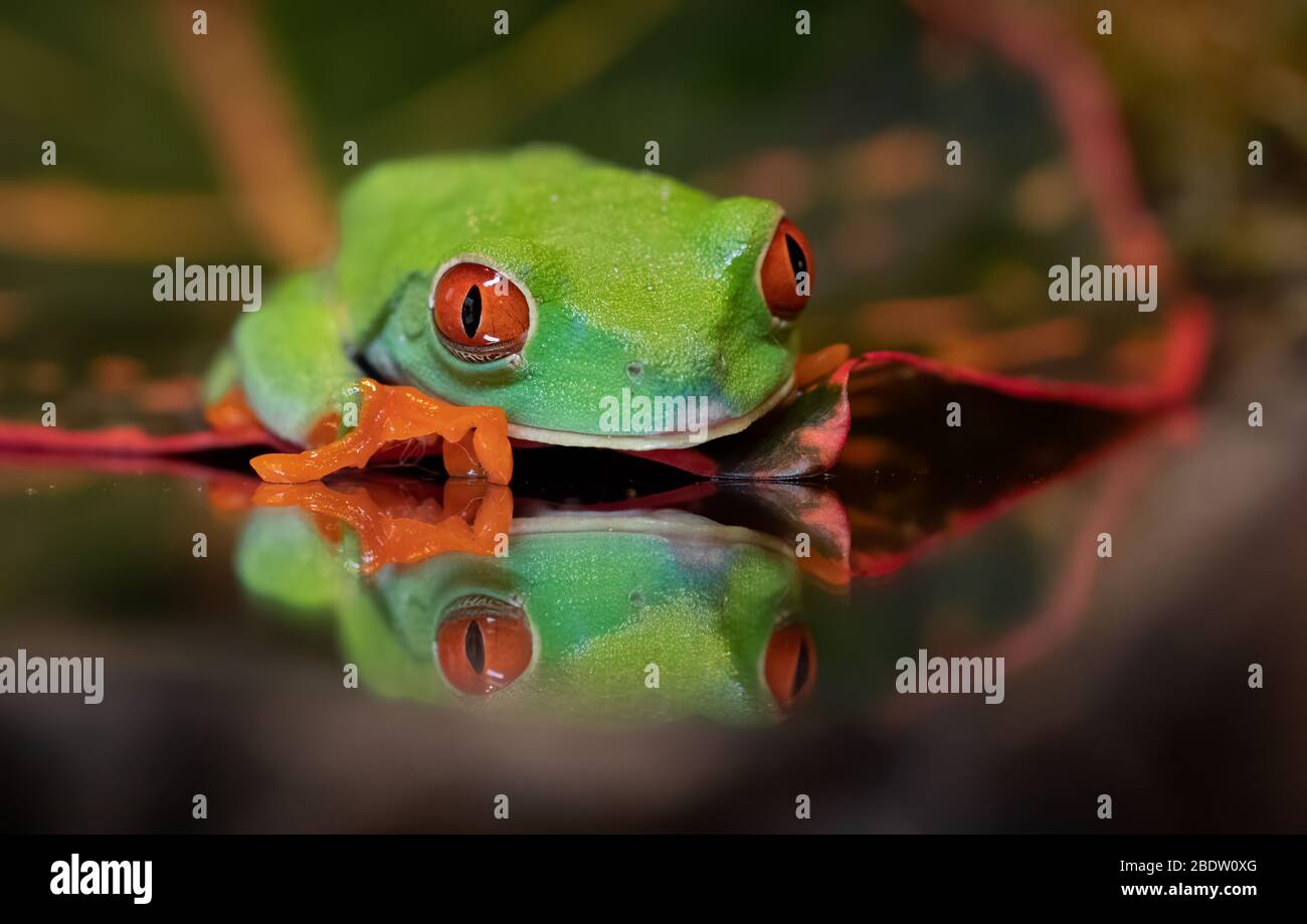 Red-eyed tree frog i Costa Rica Stock Photo