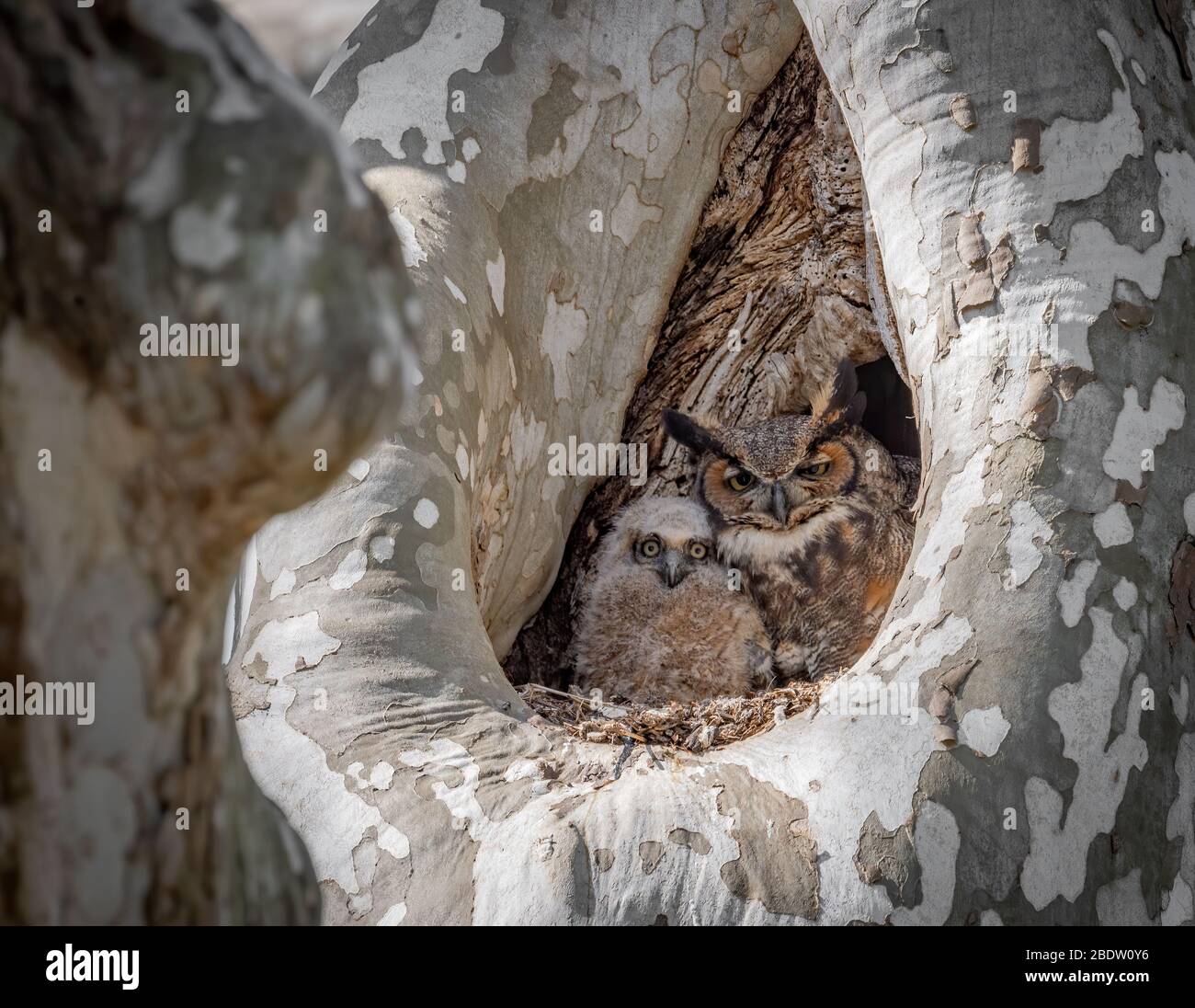 Great Horned Owl in a tree Stock Photo - Alamy