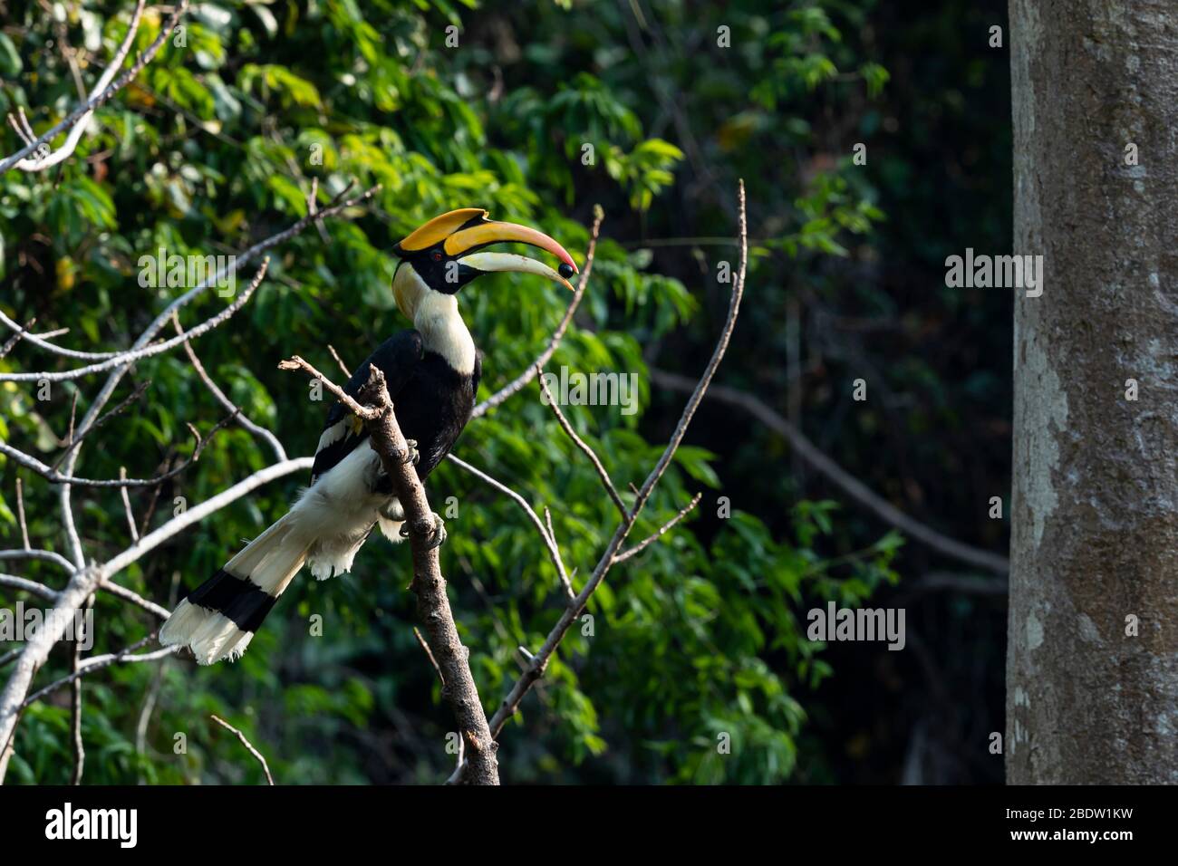 Adult male Great Hornbill (Buceros bicornis) Stock Photo