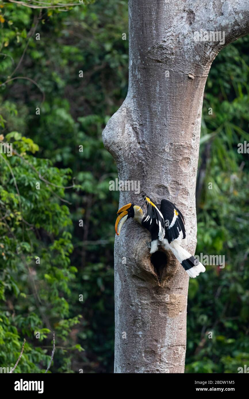 Adult male Great Hornbill (Buceros bicornis) is feeding the female inside the nesthole Stock Photo