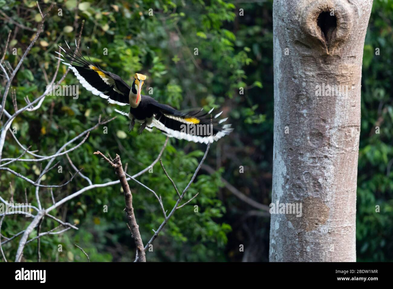 Adult male Great Hornbill (Buceros bicornis) in flight Stock Photo