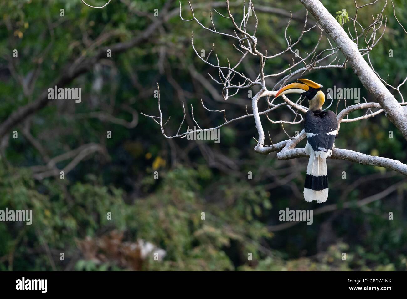 Adult male Great Hornbill (Buceros bicornis) Stock Photo