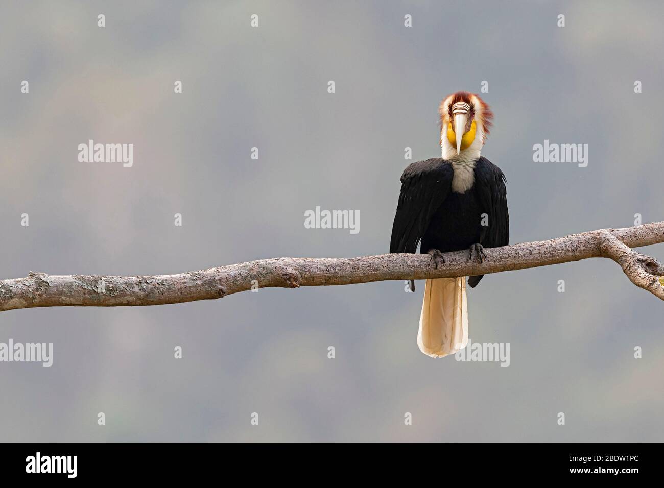 A adult male Wreathed Hornbill (Rhyticeros undulatus) in Yunnan, China Stock Photo