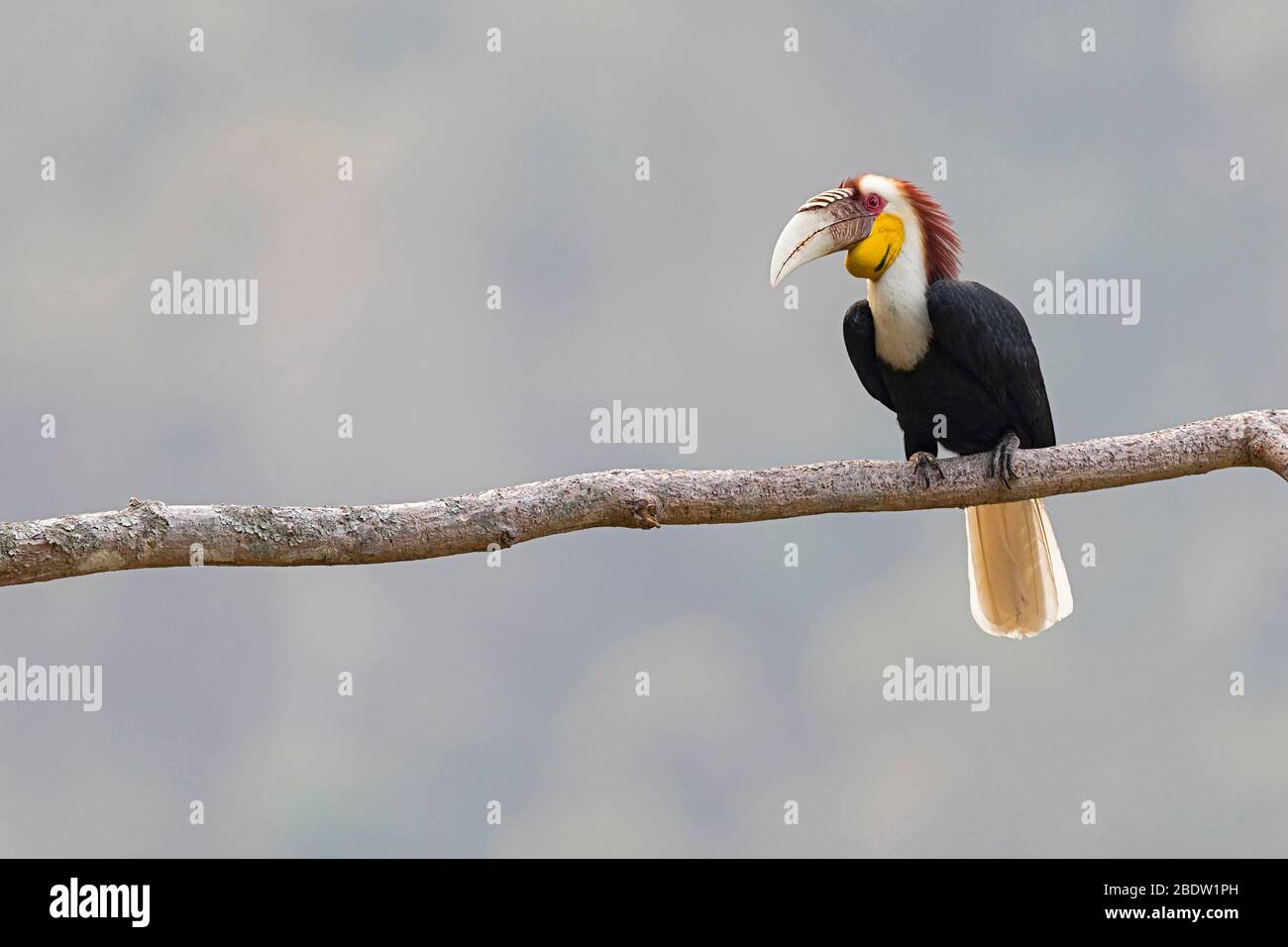 A adult male Wreathed Hornbill (Rhyticeros undulatus) in Yunnan, China Stock Photo