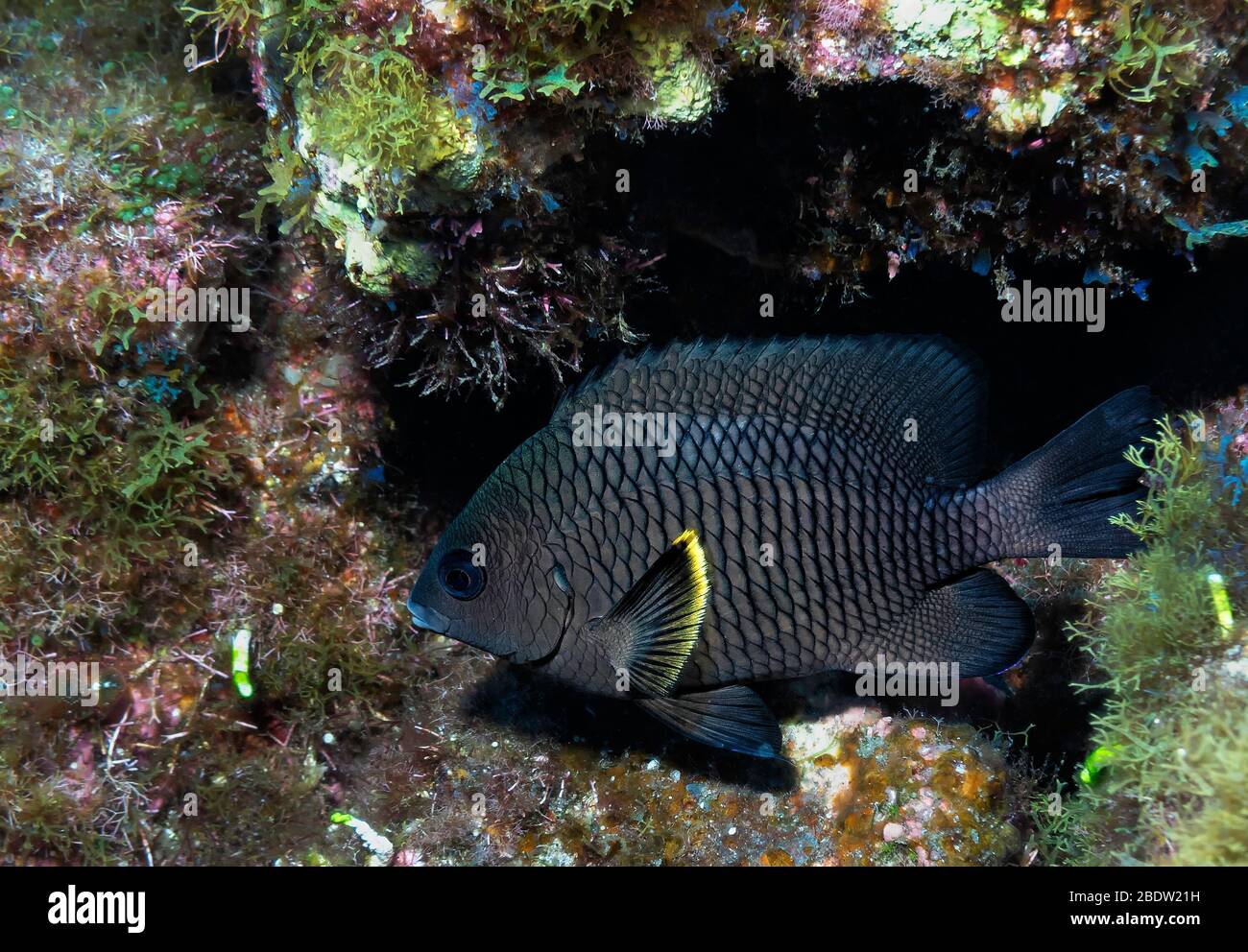Whitetail damselfish (Stegastes leucorus) swims above a rocky reef on an underwater volcano, Revillagigedo Islands, Mexico, East Pacific Ocean, color Stock Photo