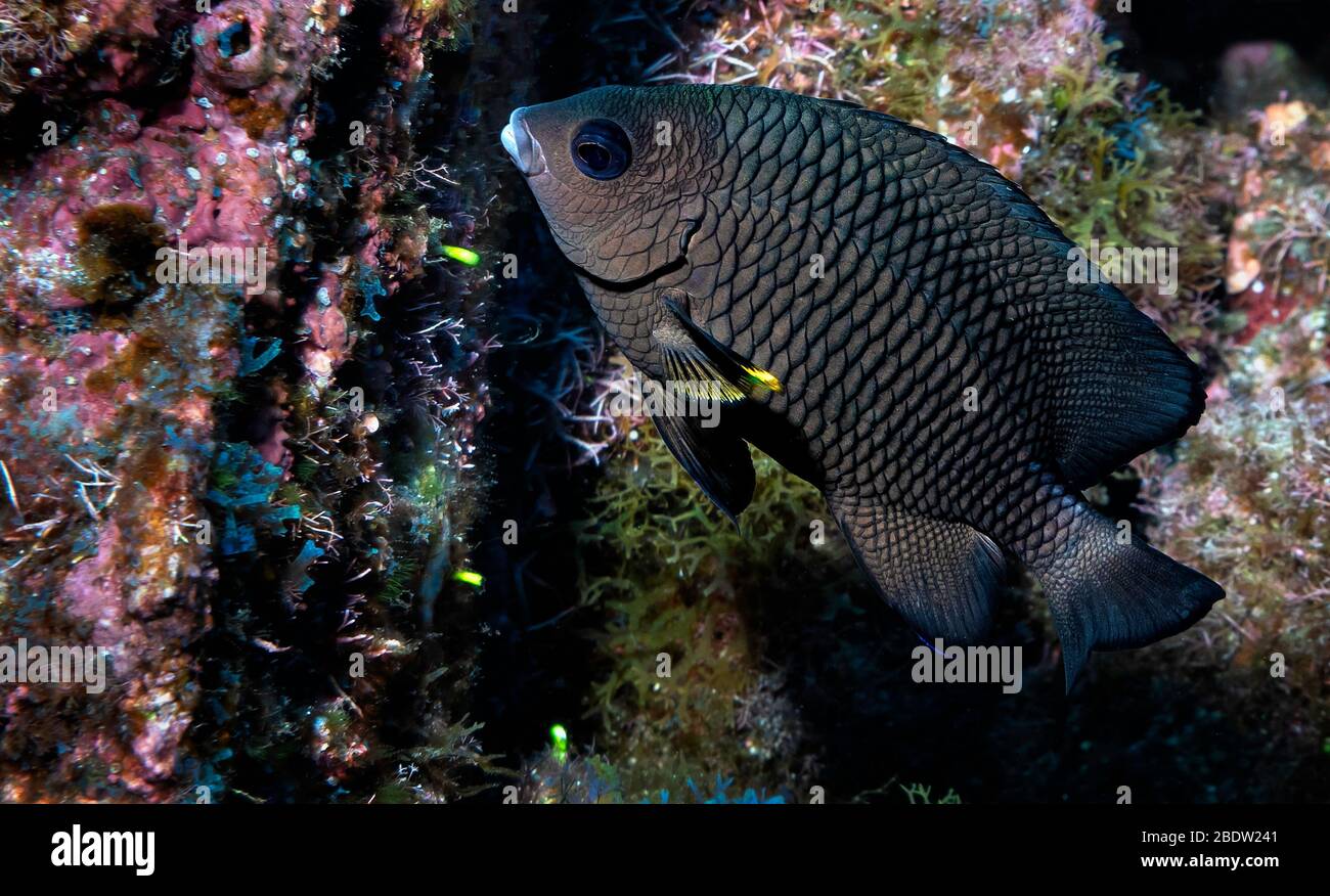 Whitetail damselfish (Stegastes leucorus) swims above a rocky reef on an underwater volcano, Revillagigedo Islands, Mexico, East Pacific Ocean, color Stock Photo